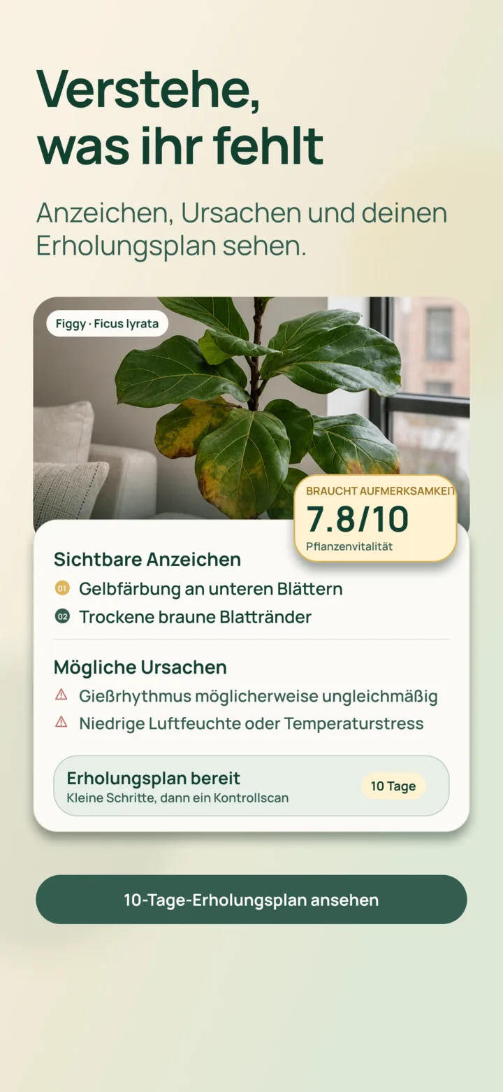 KI-Analyse sichtbarer Anzeichen in Listva