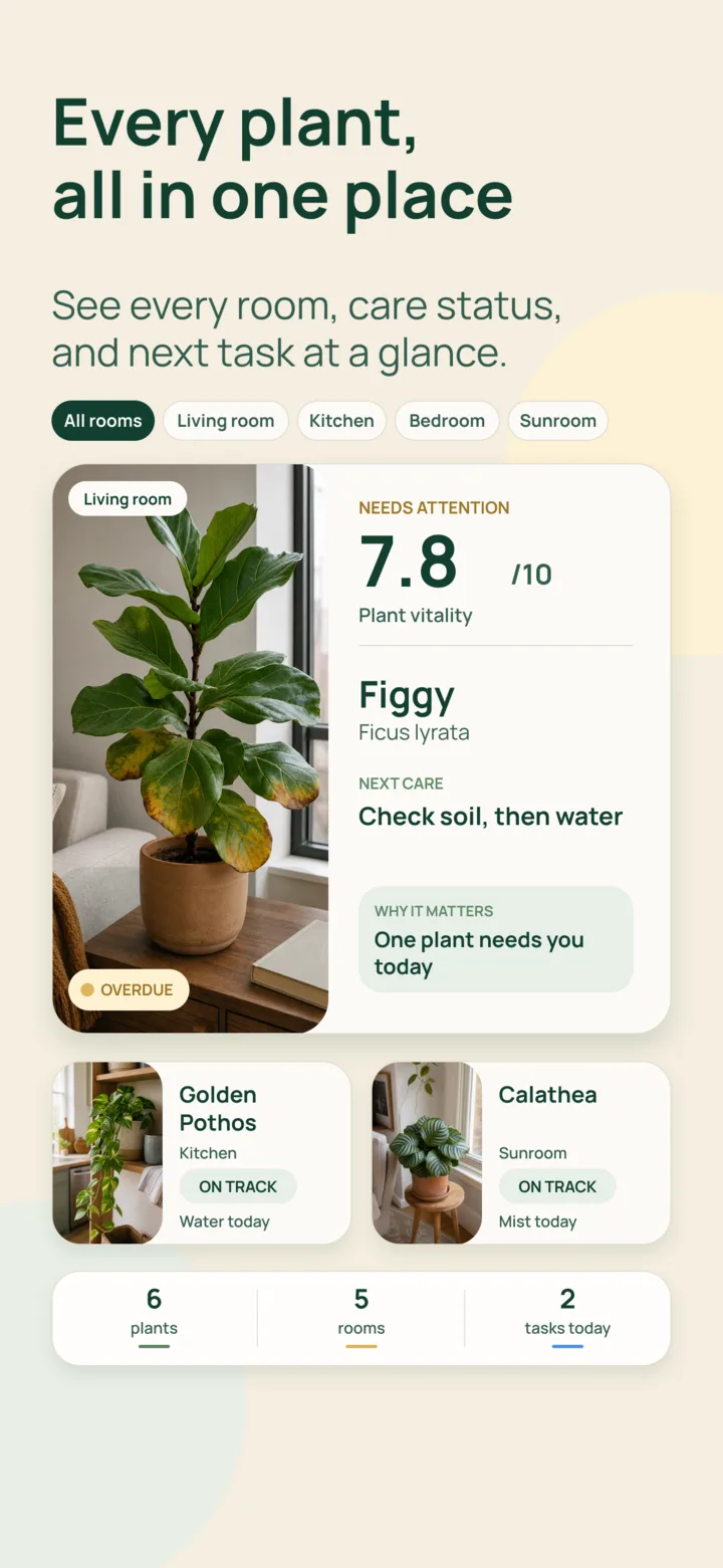 Listva plant collection and care overview