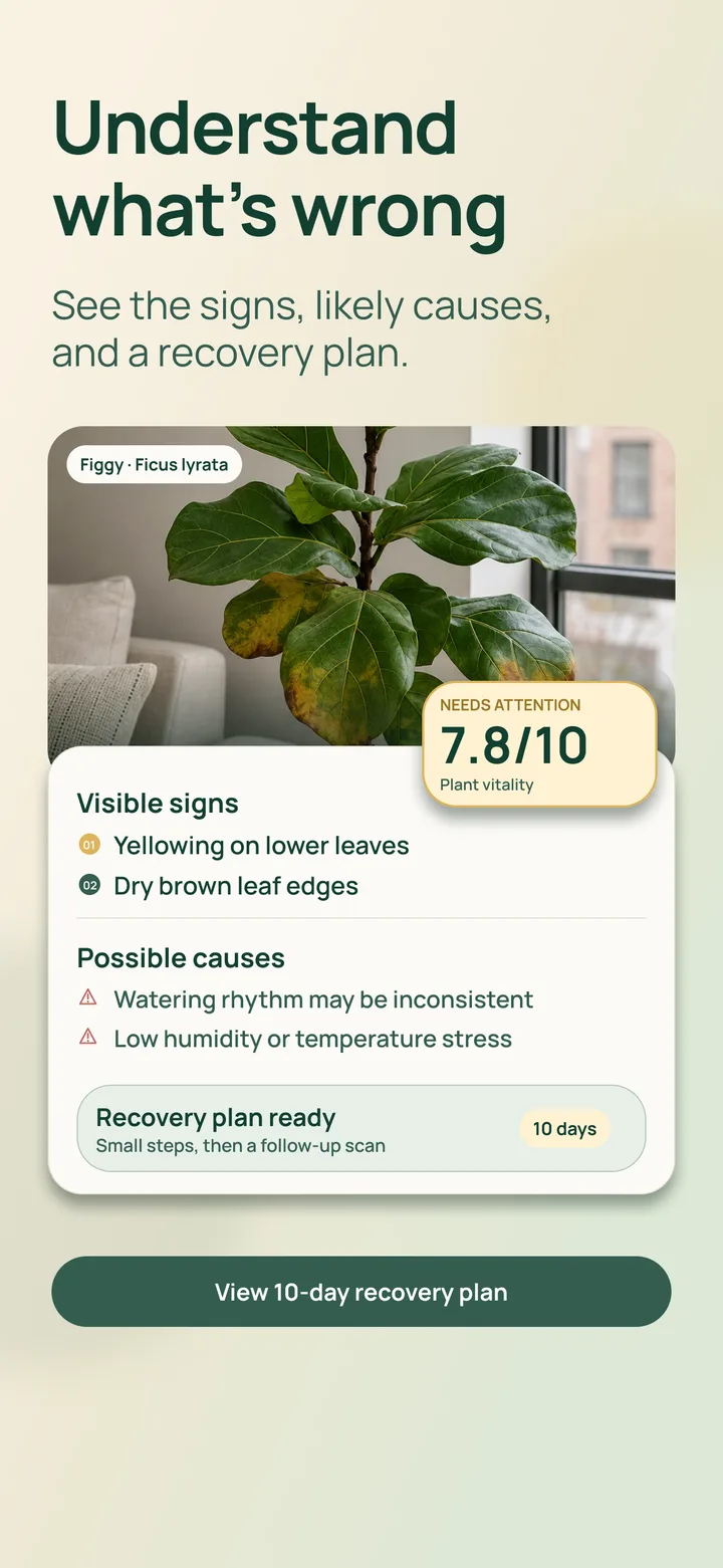 Listva AI plant health observations and possible causes