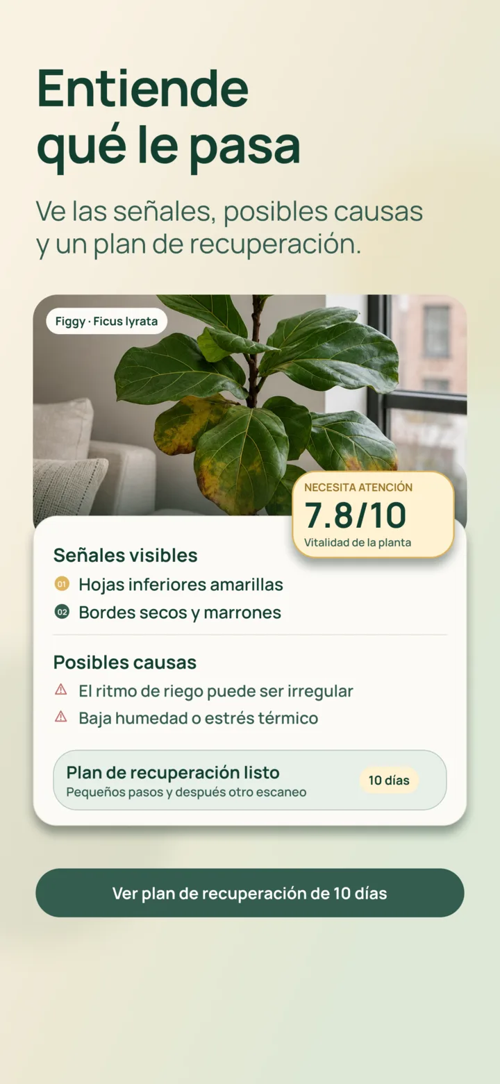 Análisis con IA de señales visibles en Listva