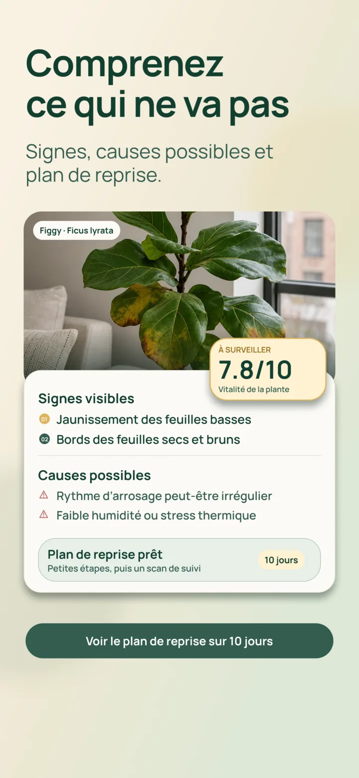 Analyse IA des signes visibles dans Listva