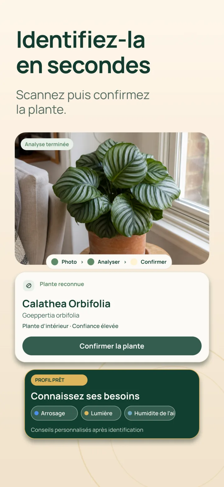 Identification de plante par IA dans Listva