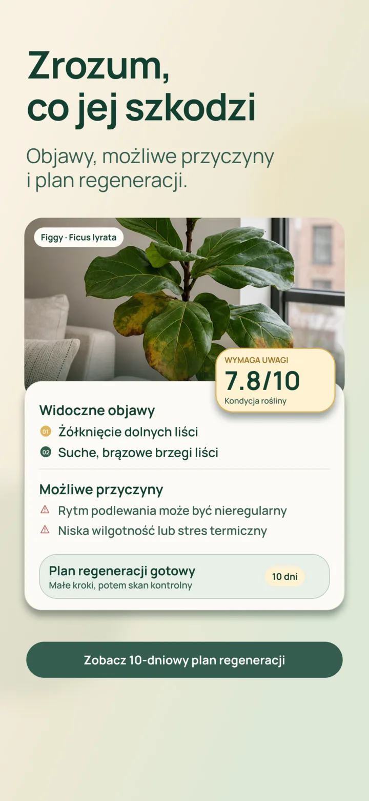 Analiza widocznych objawów przez AI w Listvie