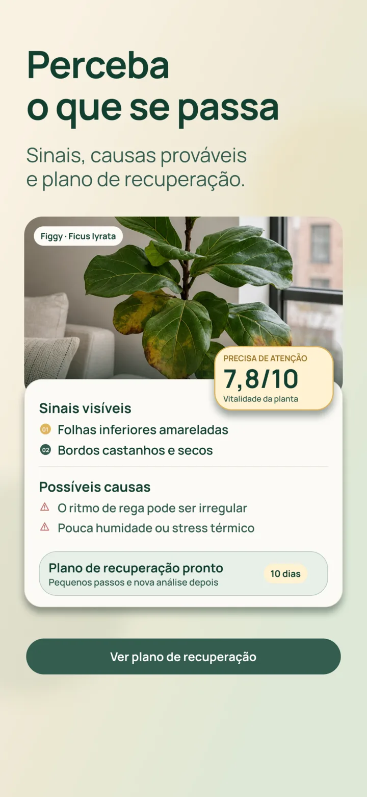 Análise por IA de sinais visíveis na Listva