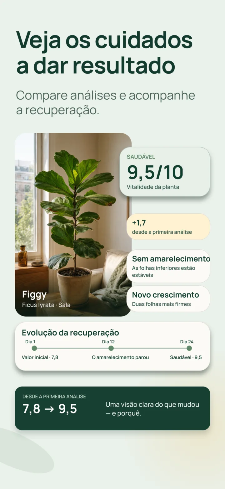 Comparação do progresso na Listva